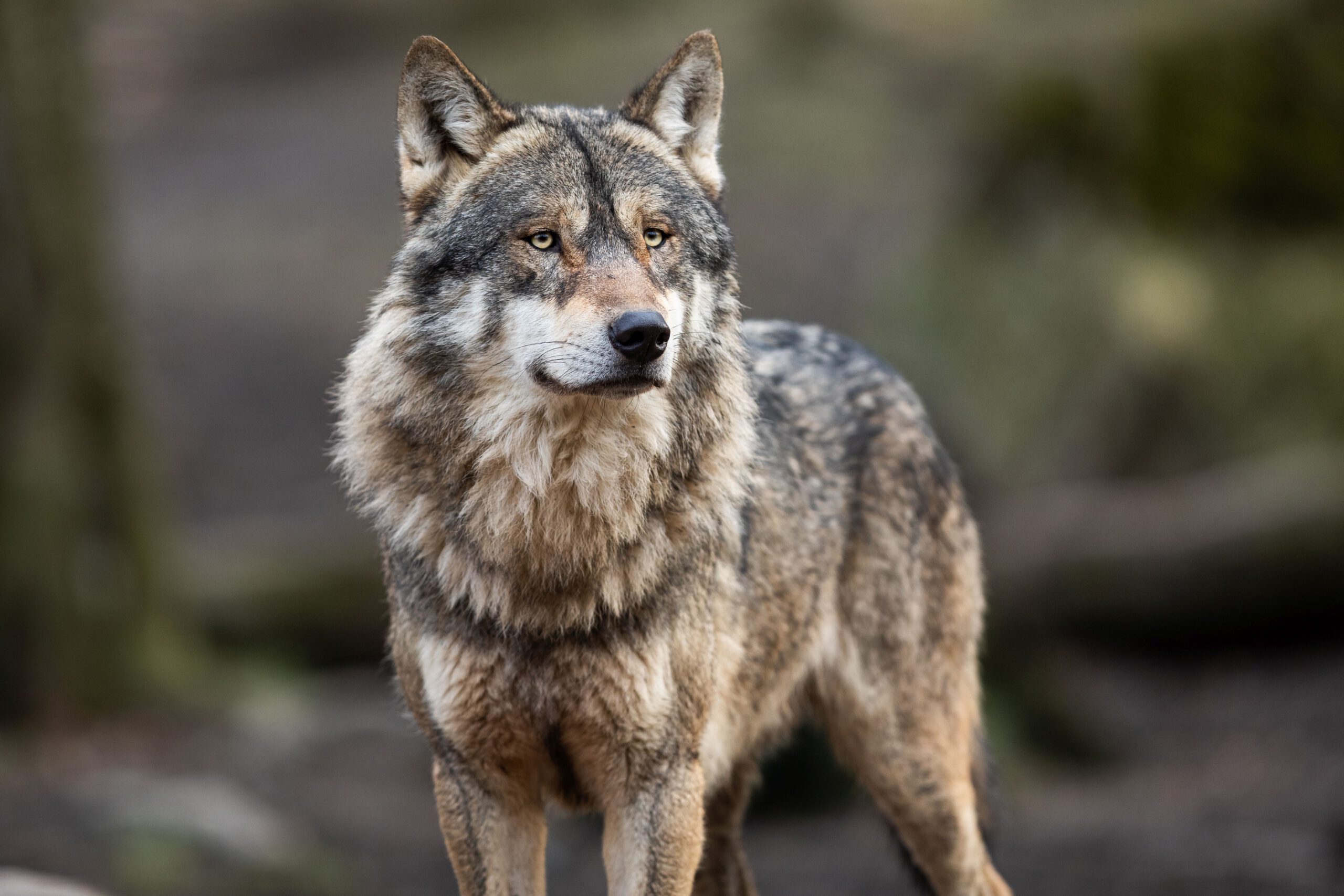 Wolfsschulung am 11. und 12. Juli